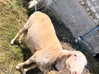 公羊, Sheep — 照片 2