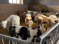 牛只（批次，未指定性别）, Simmental cattle — 照片 4