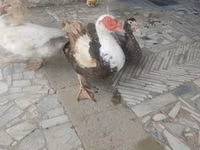 Ducks — 照片 4