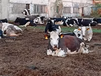 Cow, Holstein breed — photo 3