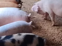 Pigs (batch, sex not specified) — photo 3