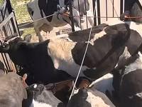 ثور, Russian Black pied cattle — الصورة 1