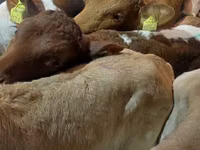 牛只（批次，未指定性别）, Simmental cattle — 照片 6