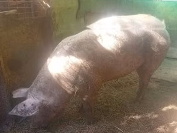 Scroafă, Porci