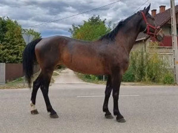 Iapă, Cai