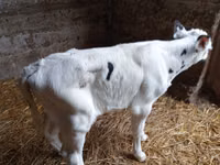 Touro, Raça Holstein — foto 3