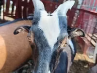 母山羊, Goats — 照片 1