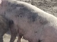 Säue, Schweine — Foto 3