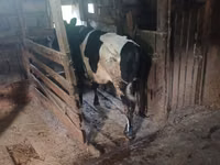 Kuh, Holstein-Rasse — Foto 2