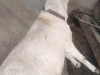 Keçilər (partiya, cinsi göstərilməyib), Barbari goats — foto 2