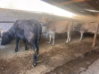 Vaca, Swiss cattle — foto 3