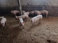 Porcs (lot, sexe non indiqué) — photo 6
