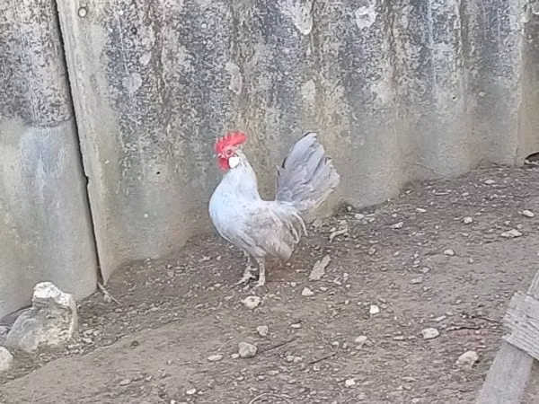 Bantam néerlandaise