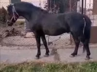 公马, Horses — 照片 3