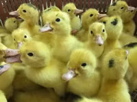 Ducks — الصورة 6