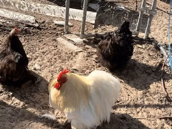 Pékin Bantam