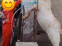 Ziegenbock, Nubian Goat — Foto 1