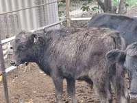 Bulle, Aberdeen-Angus — Foto 7