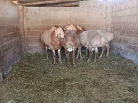 公羊, Arashan sheep — 照片 4