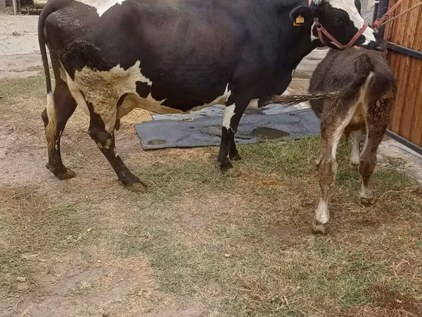 母牛, Alatau breed