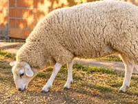 Sheep, British  Milksheep — photo 3