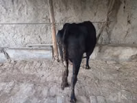 Vacă, Bovine — foto 5
