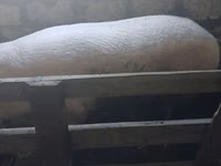 Eber, Schweine — Foto 2
