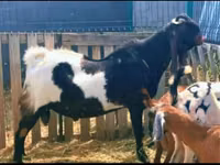 Ziege, Gembrong goats — Foto 2