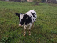 Sigir, Russian Black pied cattle — 3-rasm