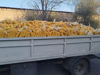 🌽🌽🌽Жугору Сатылат 🌽🌽🌽Продаю Кукурузу ✅✅✅качество 💯💯💯 — foto 2