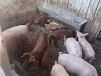 Porcs (lot, sexe non indiqué) — photo 2