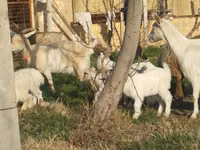 عنزة, الماعز — الصورة 7