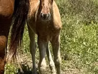 Cal, Rocky Mountain Horse — foto 5