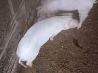 Eber, Schweine — Foto 1