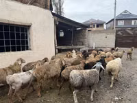 Berbec, Rhon sheep — foto 8