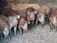 Eber, Schweine — Foto 5