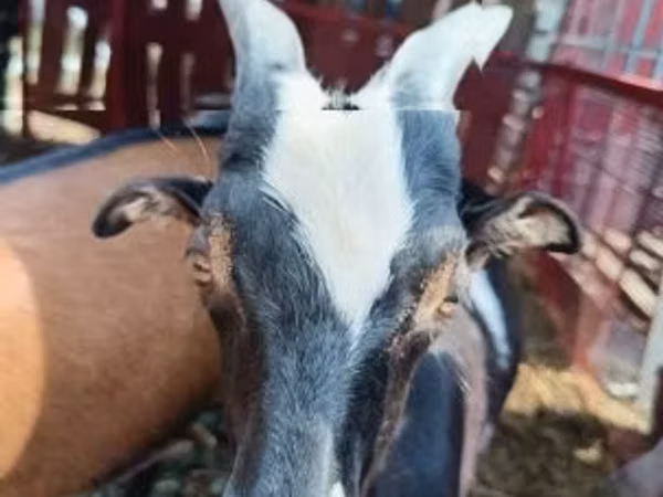 母山羊, Goats