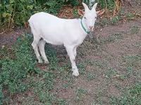 Cabro, Saanen goat — foto 4
