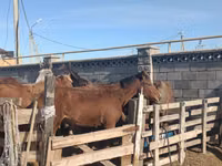 Mare, Horses — photo 3