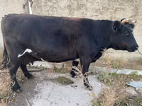 Vaca, Russian Black pied cattle — foto 4