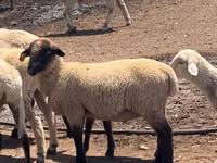 Qoç, Hampshire sheep — foto 1