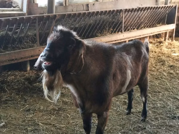 Țap, Nubian Goat
