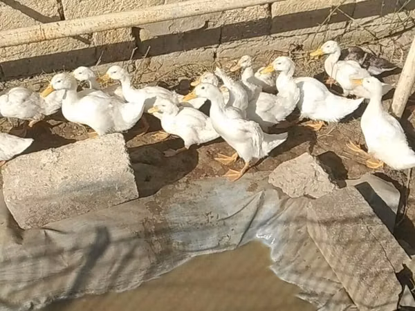 Ducks
