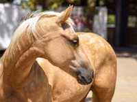 Iapă, Quarter Horse — foto 3