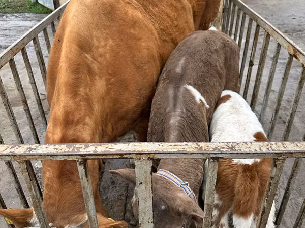 Kuh, Rinder — Republik Moldau