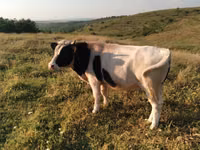 Bulle, Russian Black pied cattle — Foto 2