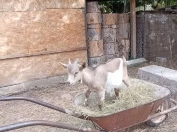 Ziegenbock, Ziegen