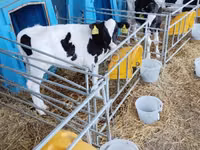 Bulle, Holstein-Rasse — Foto 2