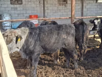 Bulle, Aberdeen-Angus — Foto 5