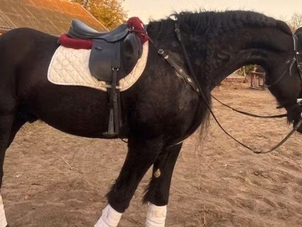 At, Friesian